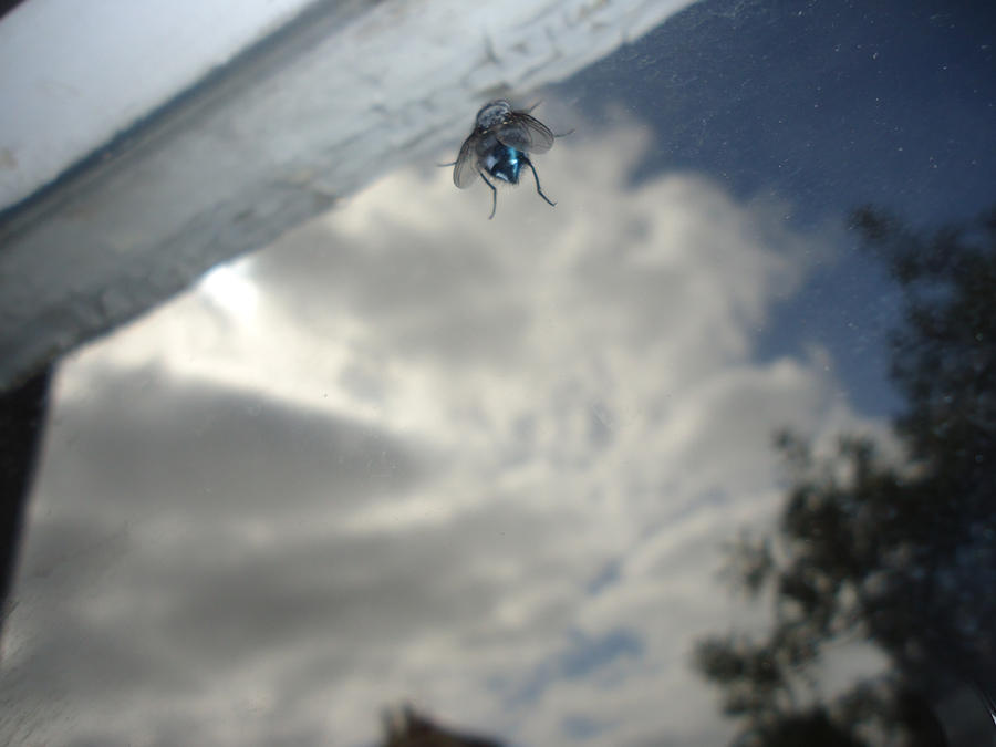 Fly Smashed Into Window huge fly on the window by Joakimgzg on DeviantArt