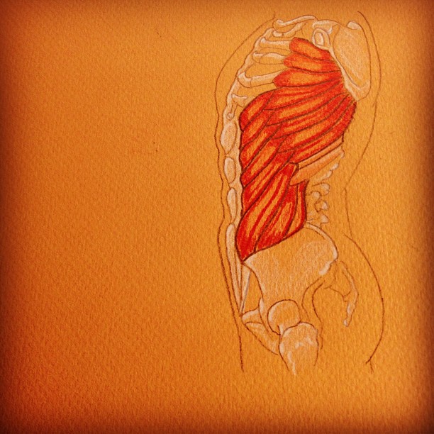 Muscle Structure