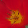 Dutch Tulip