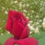 Red rose