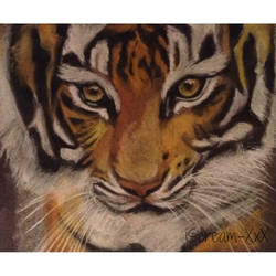 Young tiger-Pastel Pencil