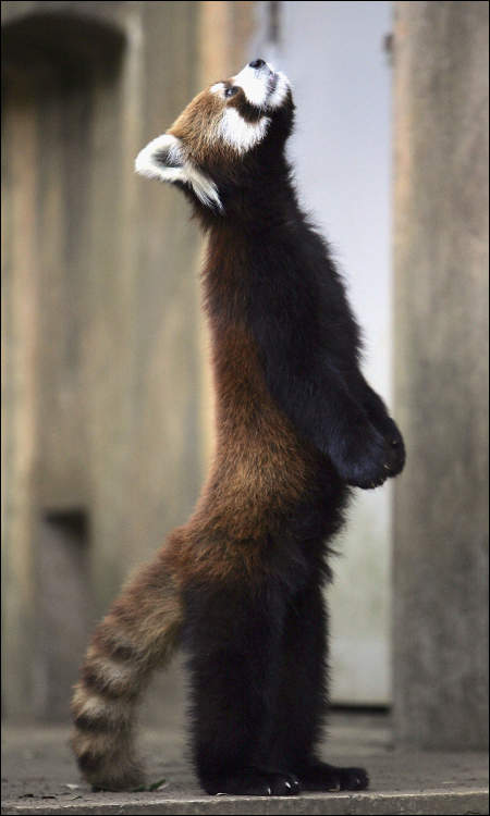 Red Panda Standing