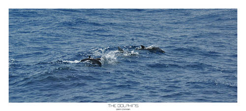 Gran Canaria - The Dolphins by skywalkerdesign