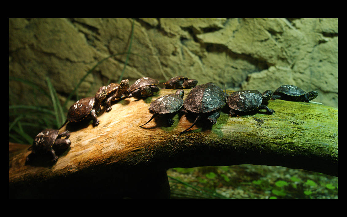 The Journey Of Turtles by skywalkerdesign The Journey Of Turtles by skywalkerdesign