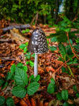 Mushroom by skywalkerdesign