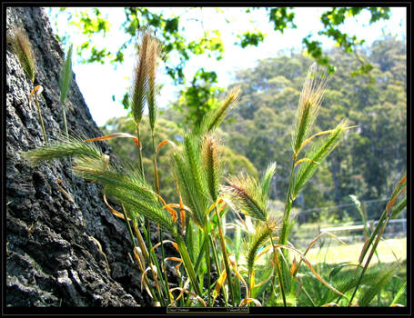 Grass' Portrait