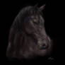 Friesian