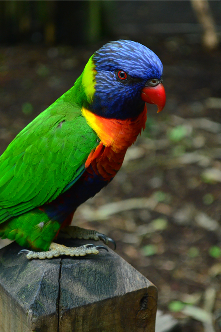 Lorikeet