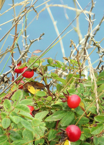 Rosehip Sky