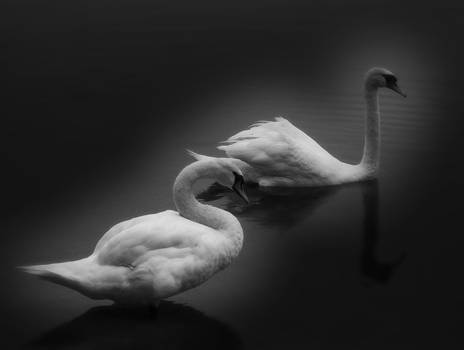 Swan