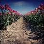 Rows of Tulips