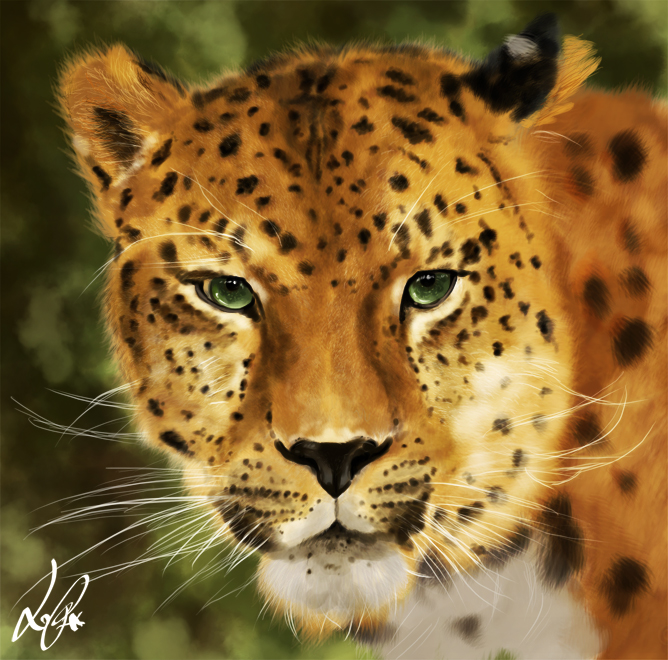 The Leopard