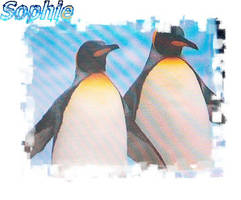 Pinguins