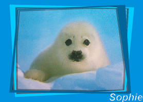 Seal