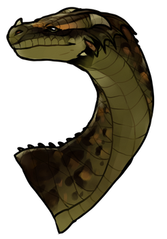 what queen anaconda really looked like