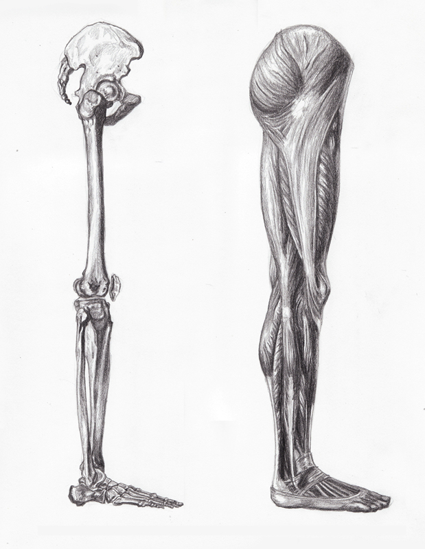 Life Drawing: Leg