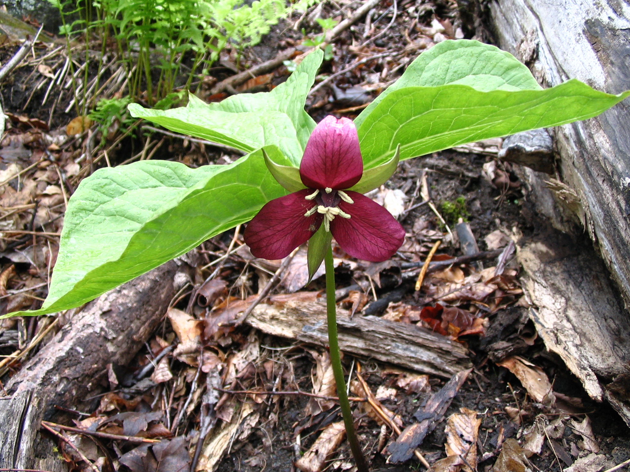 Trillium