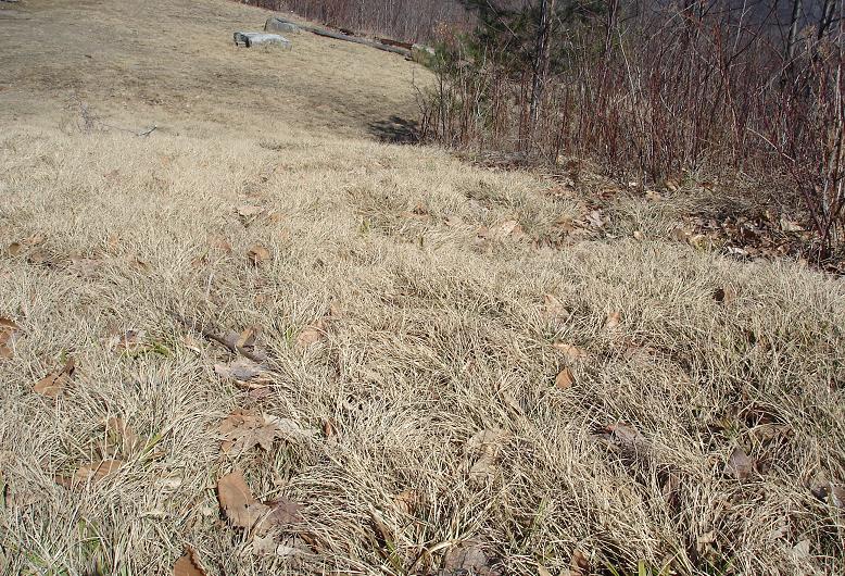 Alpine Grass