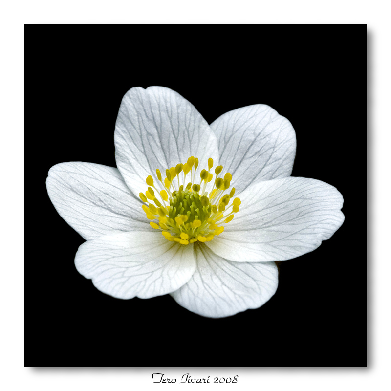 Anemone nemorosa