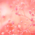 Gypsophila paniculata by Heremod