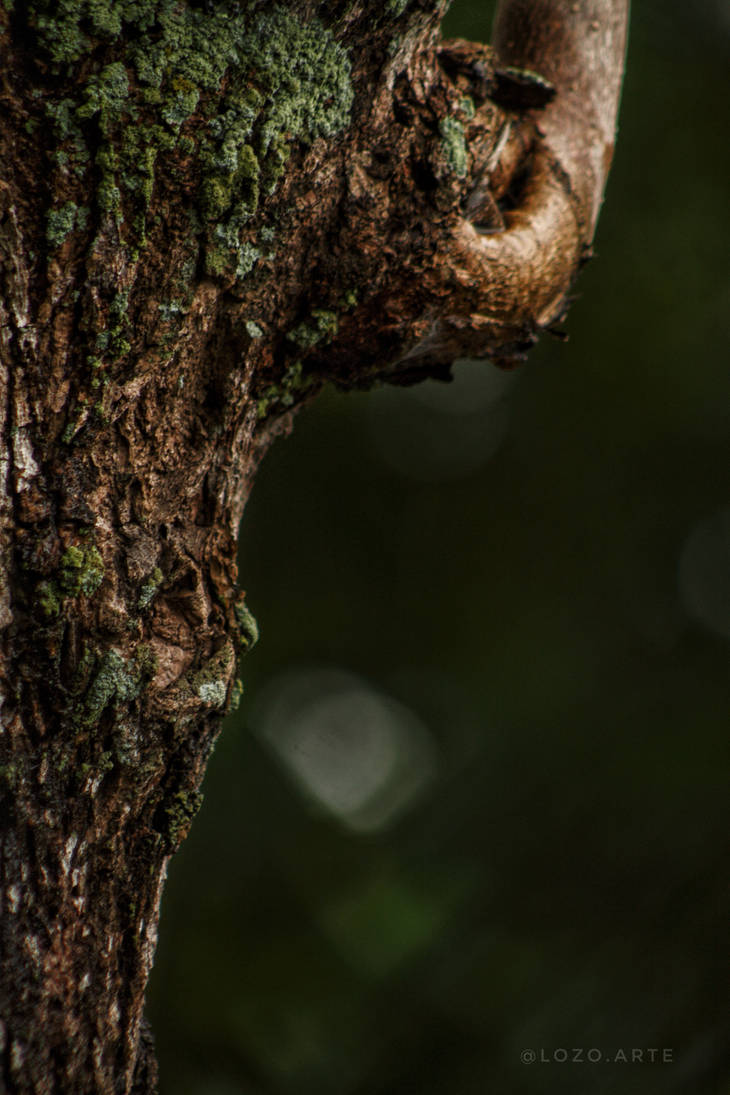 Texture tree by ARTLOZO on DeviantArt