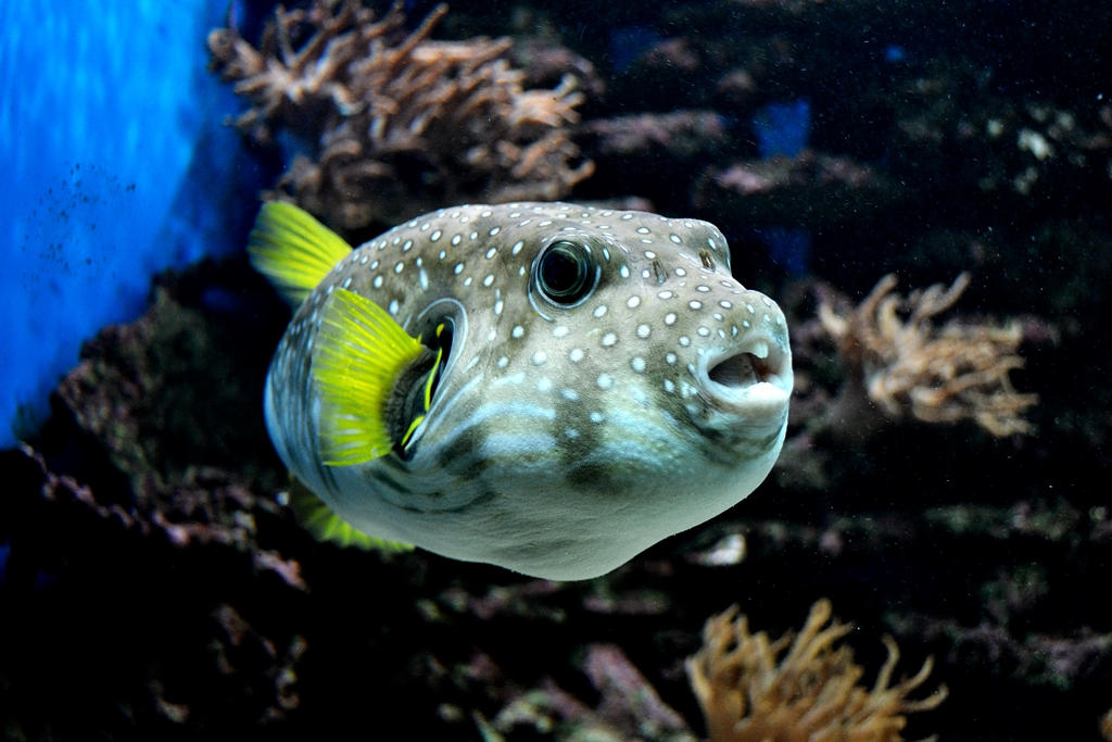 Beautiful view of Pufferfish And Coral Relationships