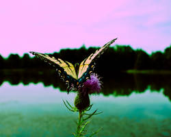 Butterfly On Lake entry