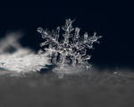 Snowflake Macro Crop by DARRYL-SMITH