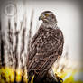 Finnish Goshawk color