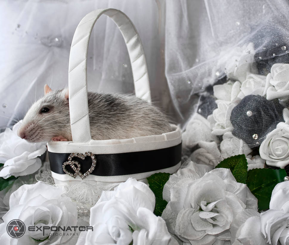 Wedding rat by ExponatorPhotography on DeviantArt