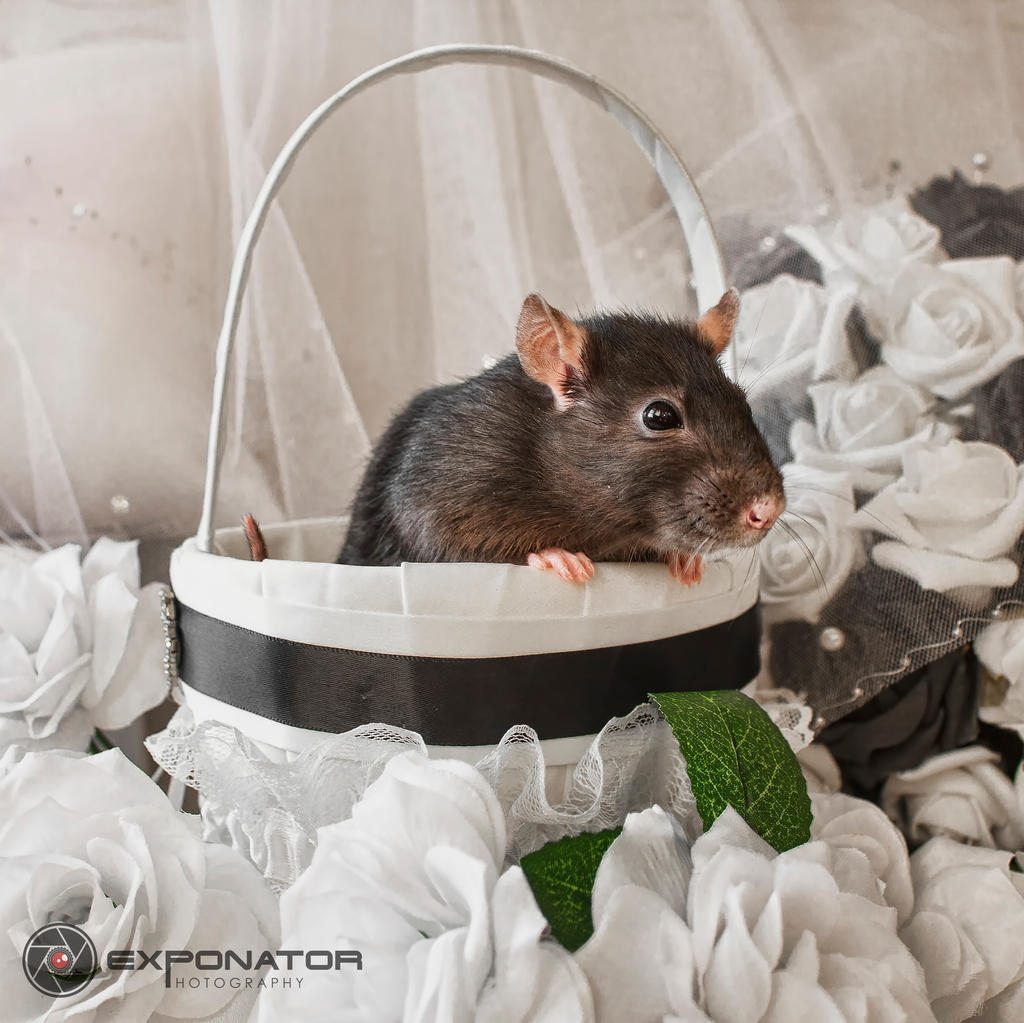 Wedding rat by ExponatorPhotography on DeviantArt