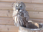 Great Grey Owl stock 2 by Holo12-stock