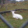 Albino white Tail Deer