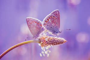 Maerchenhafte Schmetterlinge // Magic Butterflies