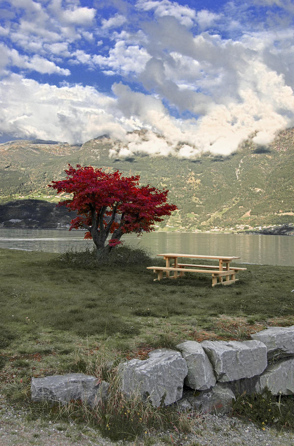 The Red Tree by citrina