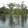 Wakulla River