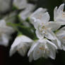 white flowers