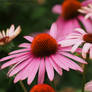 echinacea