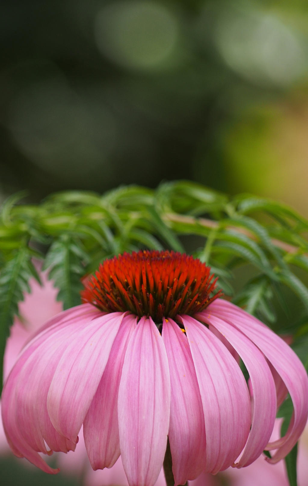 Echinacea II