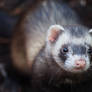 Ferret 1