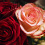 roses white_red