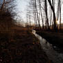 Graz - glade forest