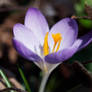 crocus