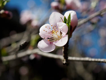 peach blossom