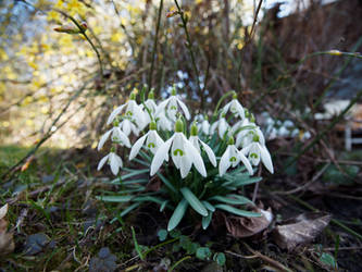 Snowdrop gangster group by CeaSanddorn