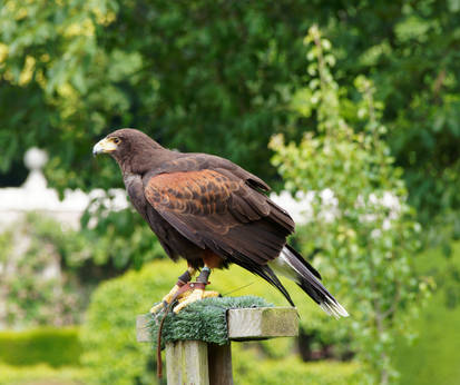 Scotland Falconry Dunrobin Castle I