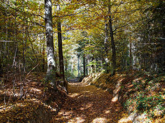 Forest path autumn light