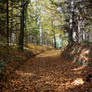 forest pathway