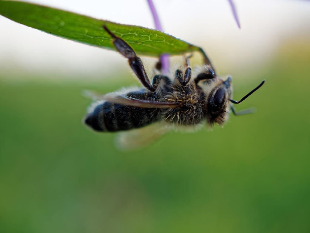 sleeping bee II