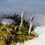 crocus - spring is coming